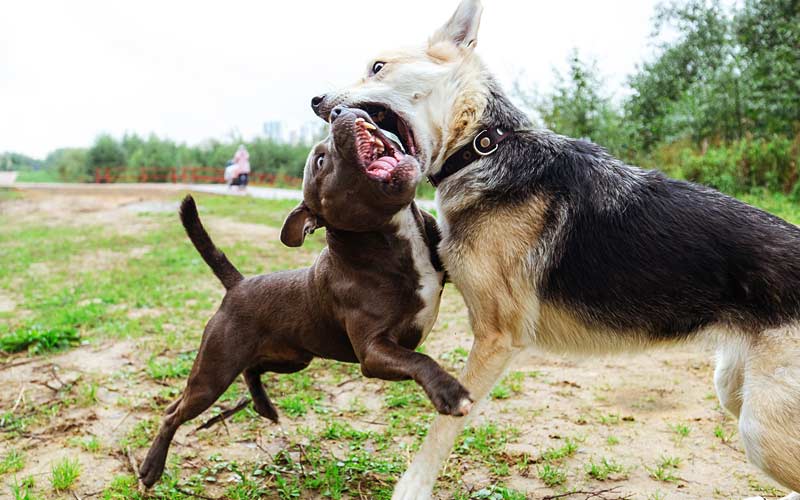 All about Breaking up a Dog Fight