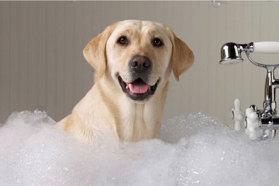 best dog shampoo