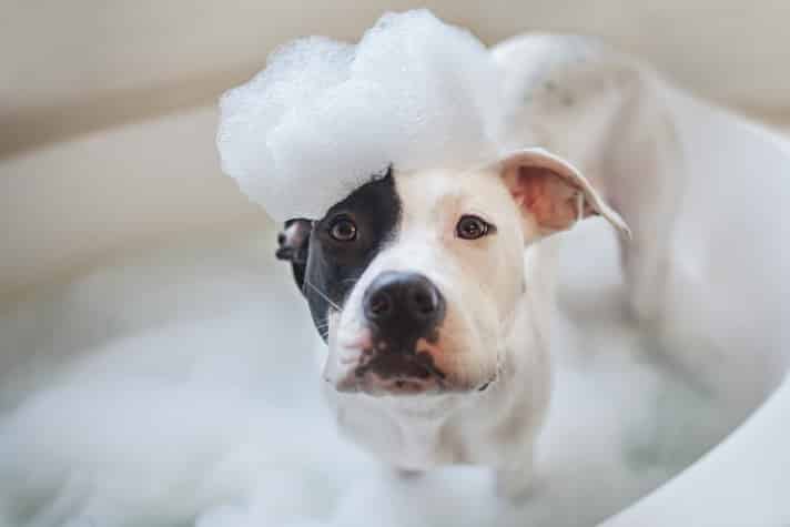 What are the benefits of using a dog shampoo and where to get one?