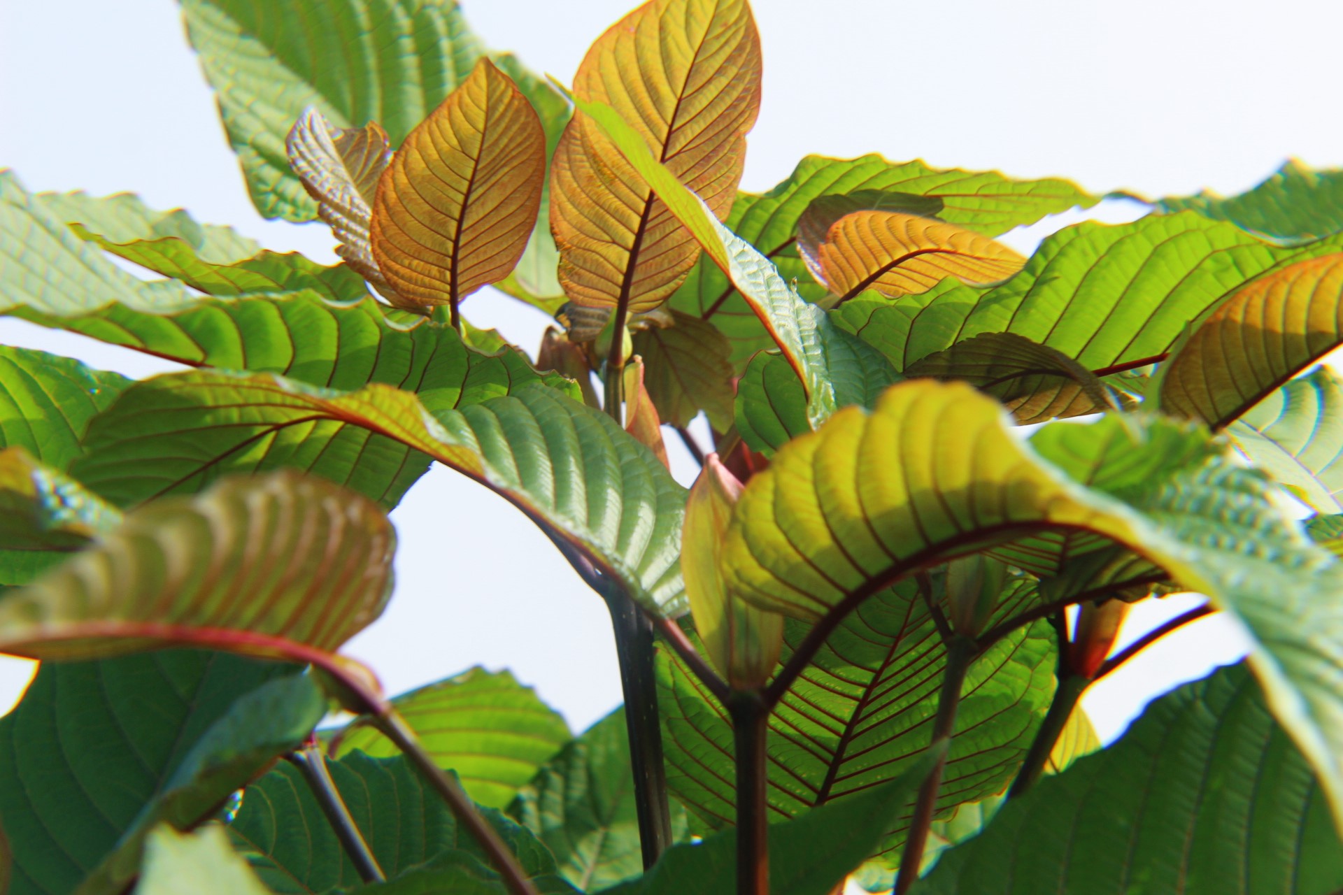 white thai kratom